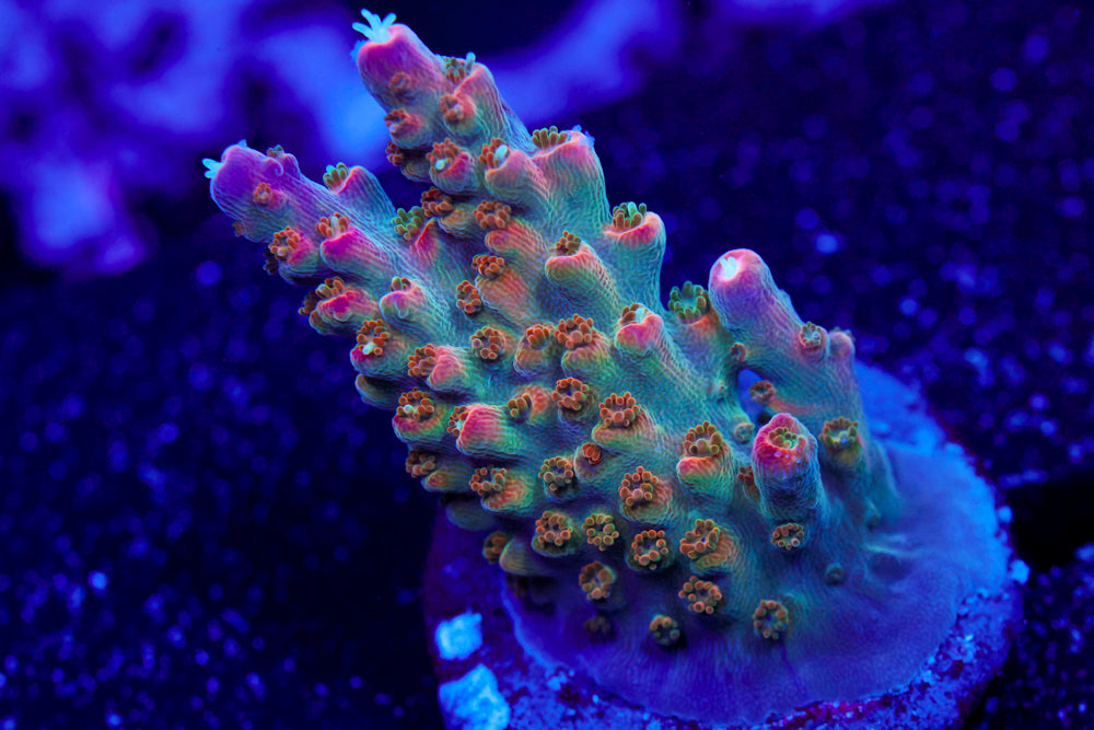 BC Bubblebath Unicorn Acro 1