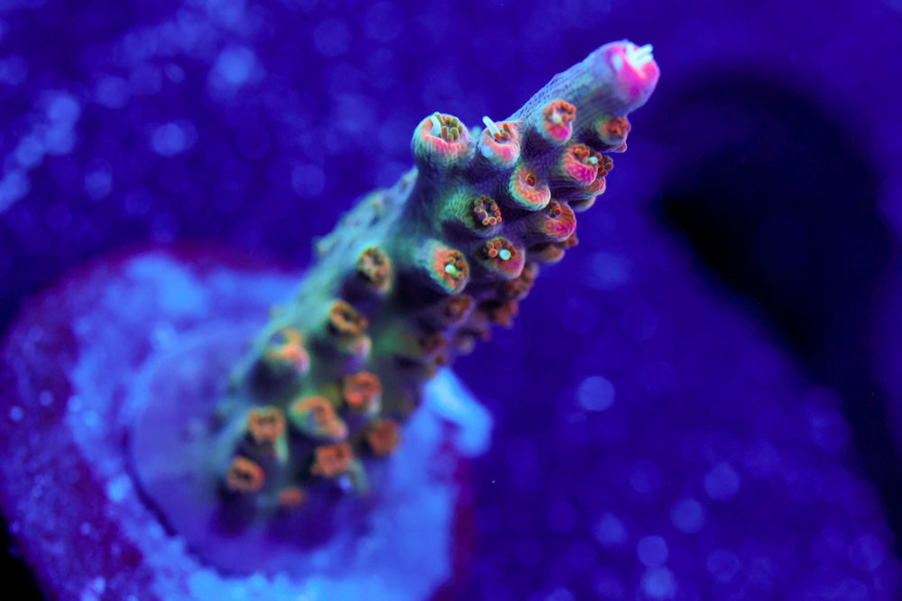 BC Bubblebath Unicorn Acro 2