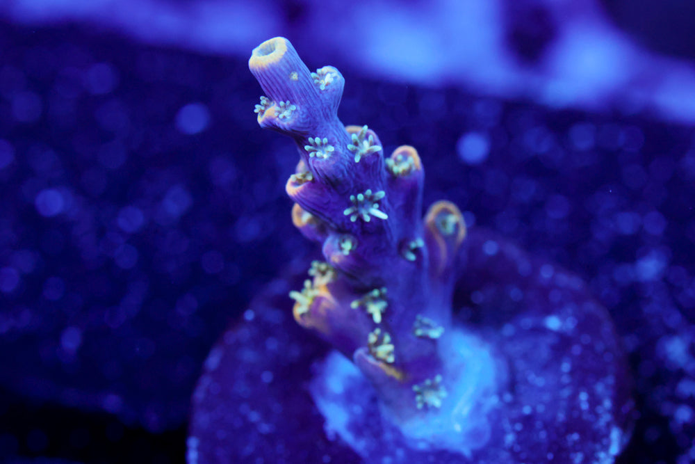 CC Ultra Violet Acro 1