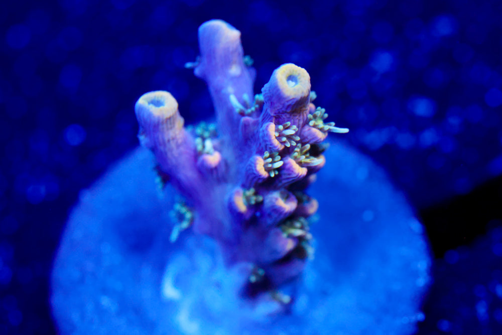 CC Ultra Violet Acro 2