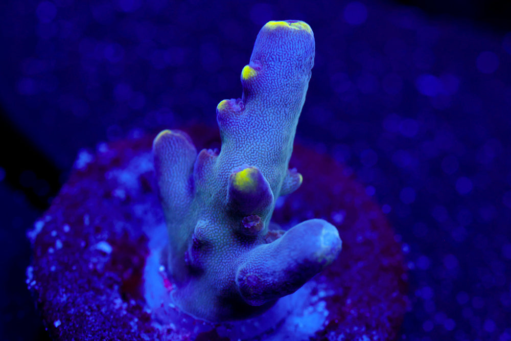 WWC Purple Candle Acro 1