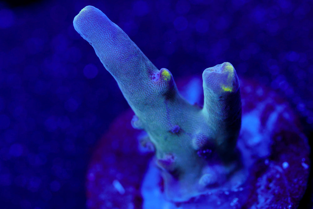 WWC Purple Candle Acro 2