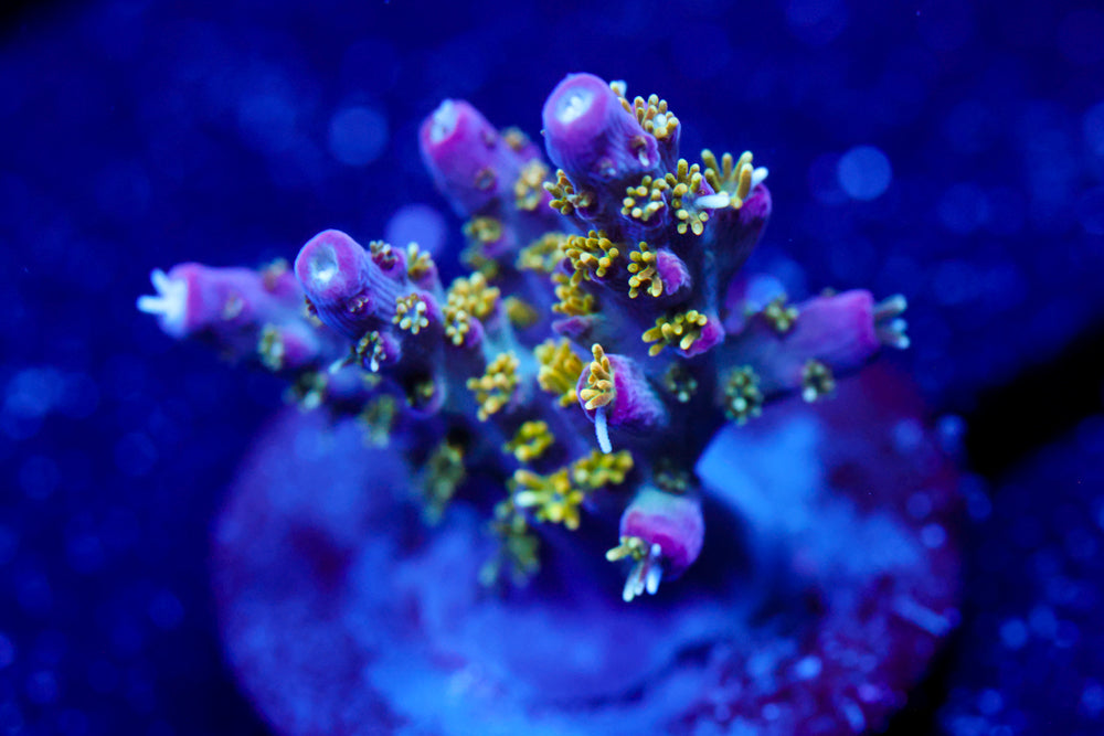 CV Golden God Acro 1