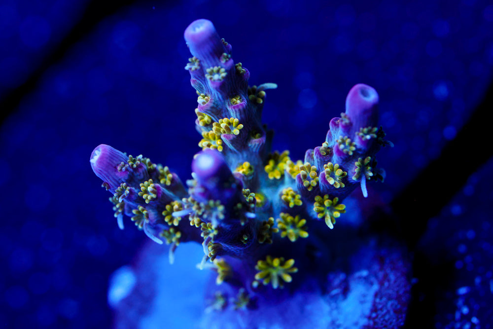 CV Golden God Acro 2