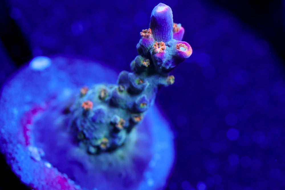 ARC Master Yoda Acro 1