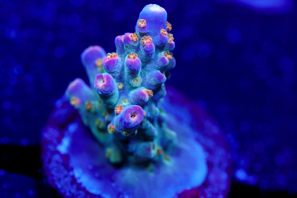 ARC Master Yoda Acro 2