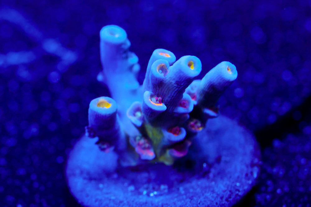 CC Pink Highlighter Tenuis Acro (ultra collector)