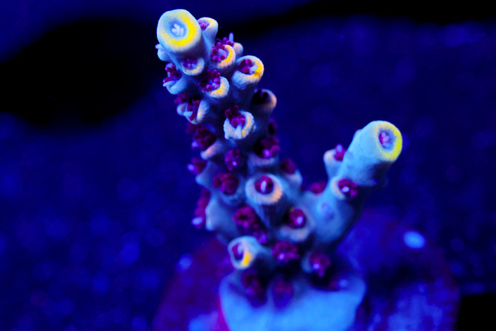 RMF Tiger's Blood Acro 2