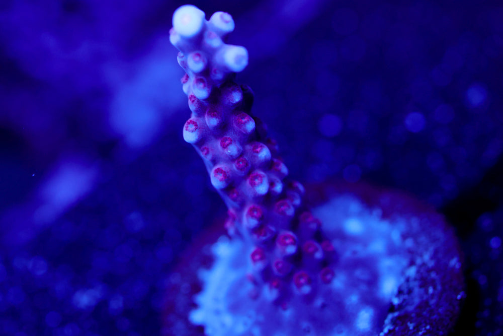 BC Space Laser Acro 1