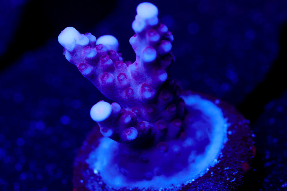 BC Space Laser Acro 2