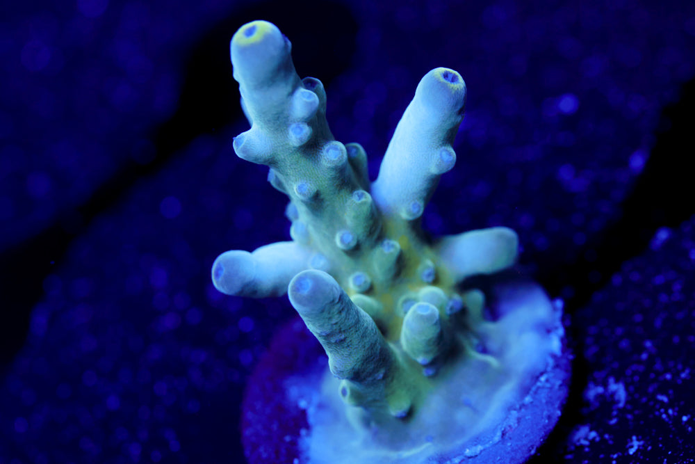 WWC Blue Thunder Acro 1