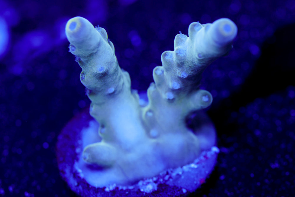 WWC Blue Thunder Acro 2