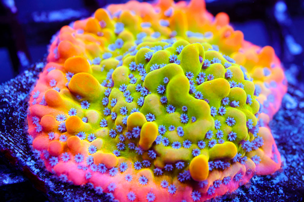 Alter Ego Monti (collectors)