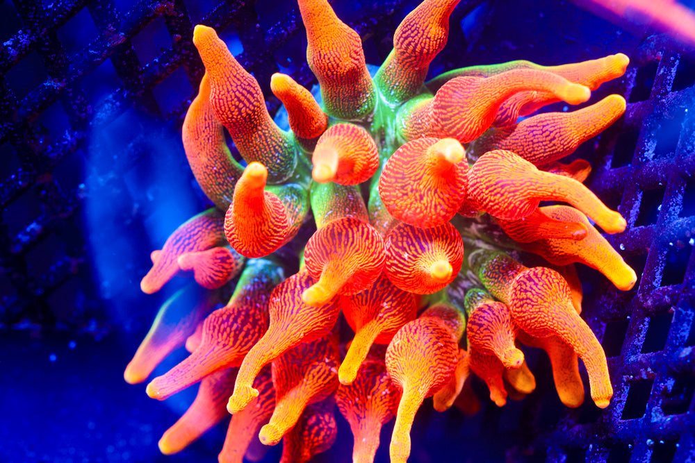 OG Colorado Sunburst Nem (collector)