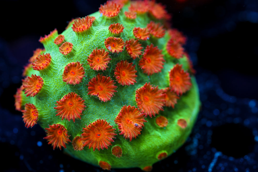 Jingle Bells Cyphstrea