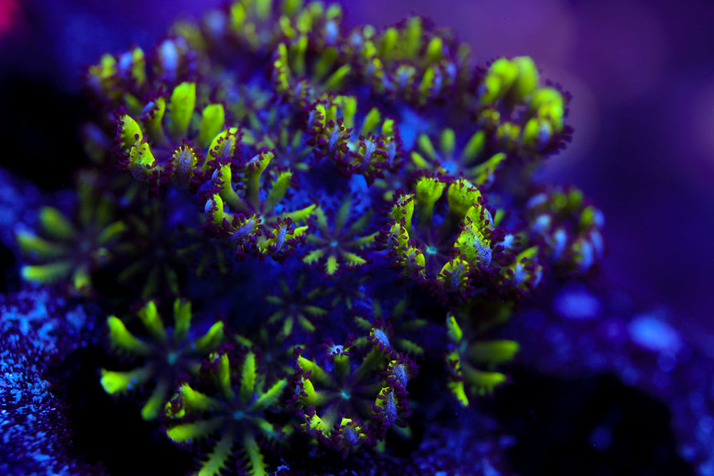 Blue Green Sympodium 1