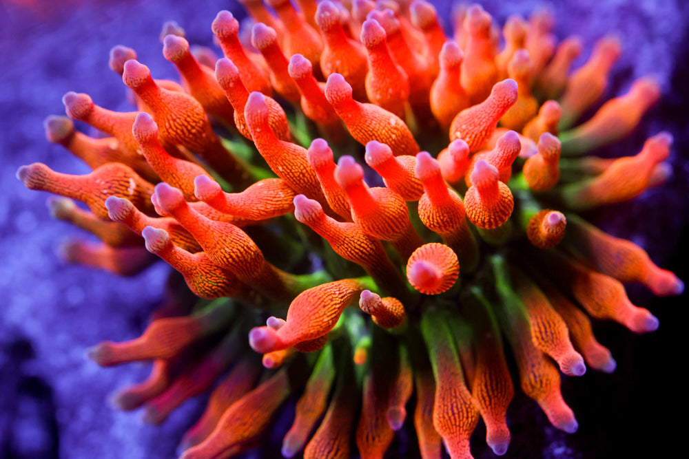 CV Acid Trip Rainbow Nem