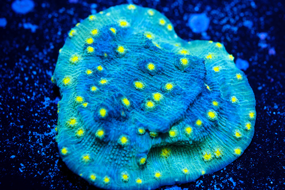 Hollywood Stunner Chalice