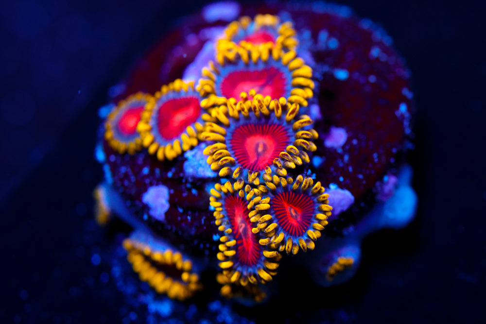 CC Super Saiyan Zoa 2