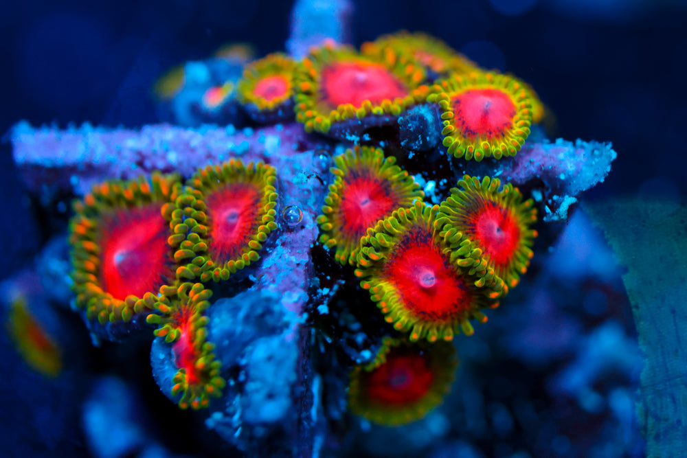 Awesome Blossom Zoa