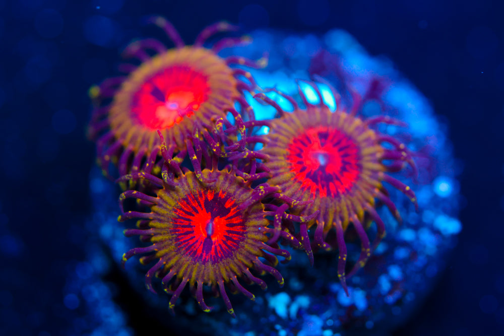 Bowtie Blaster Zoa