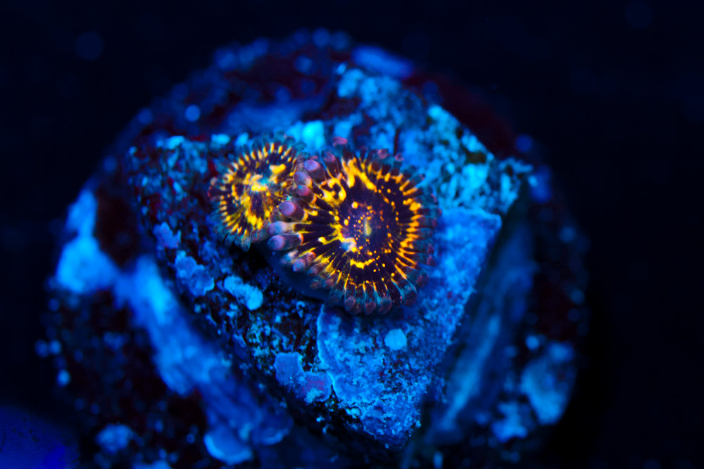 Baby Stratosphere Zoa