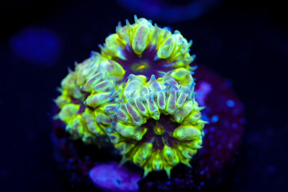 Master PPE Blasto Merletti