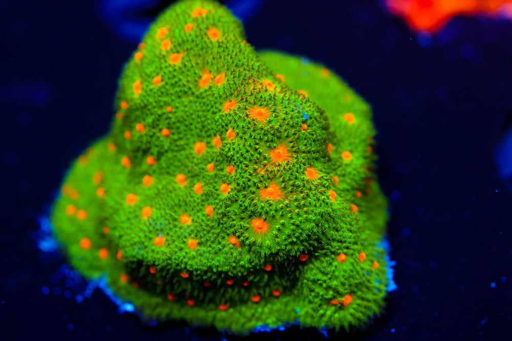 Harvest Moon Psammocora 1