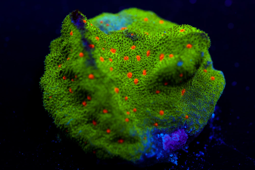 Harvest Moon Psammocora 2