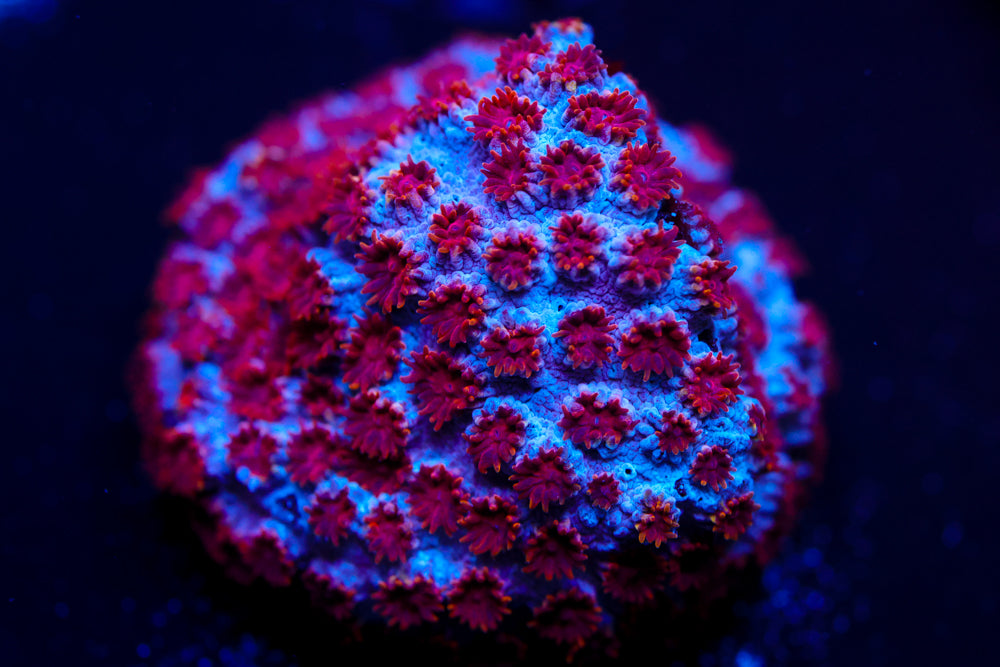Skittlesbomb Cyphastrea 1