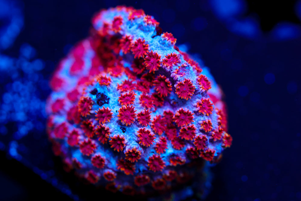 Skittlesbomb Cyphastrea 2