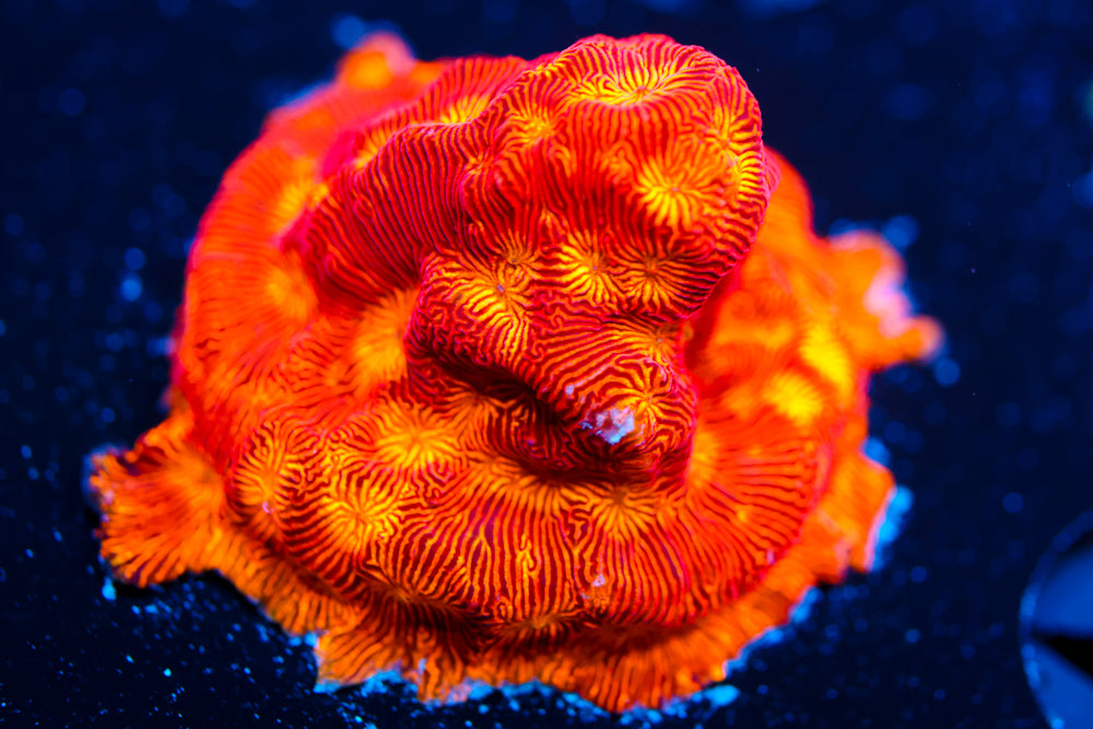 CC Rising Sun Leptoseris