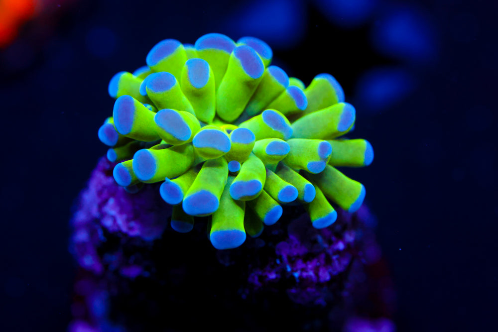 Mini Purple Tip Green Branching Hammer