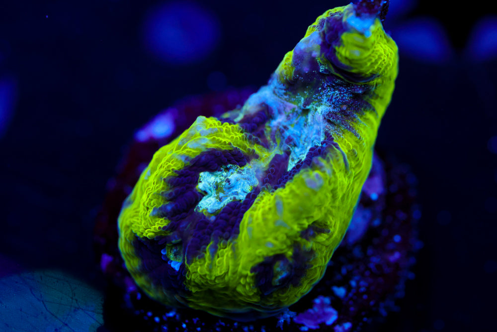 Court Jester Platygyra 1