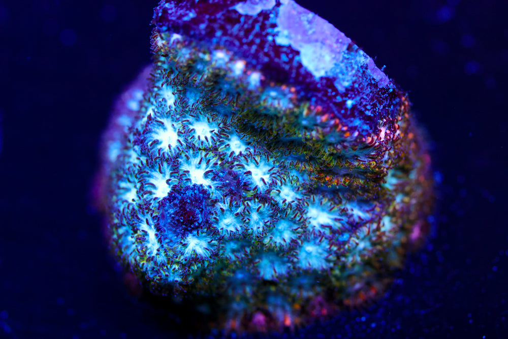 Frozen Blitz Leptoseris