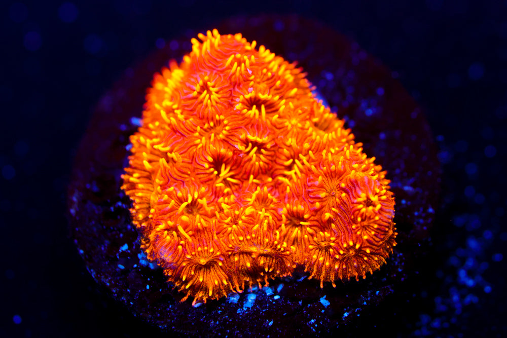 Orange Pavona 1