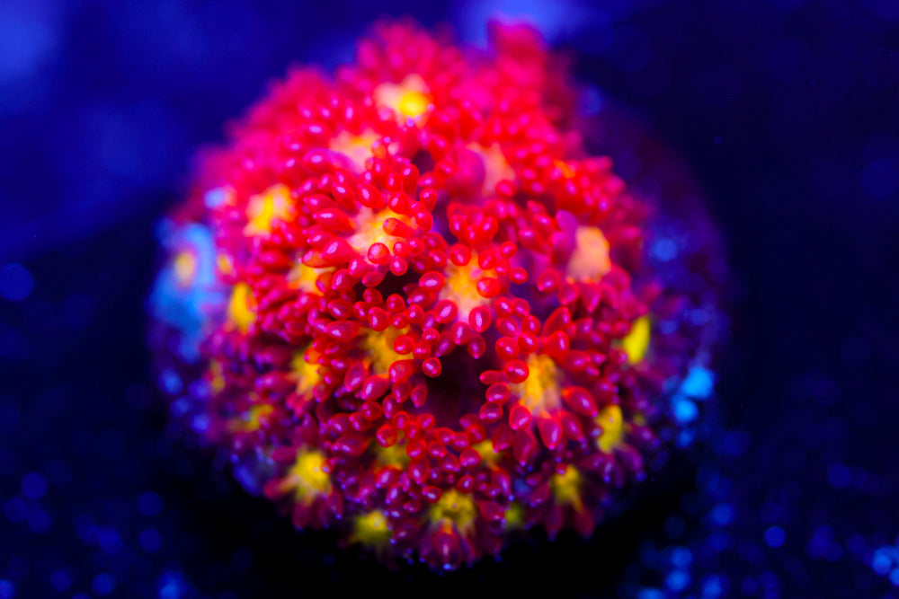 Combustion Micro Goni 1