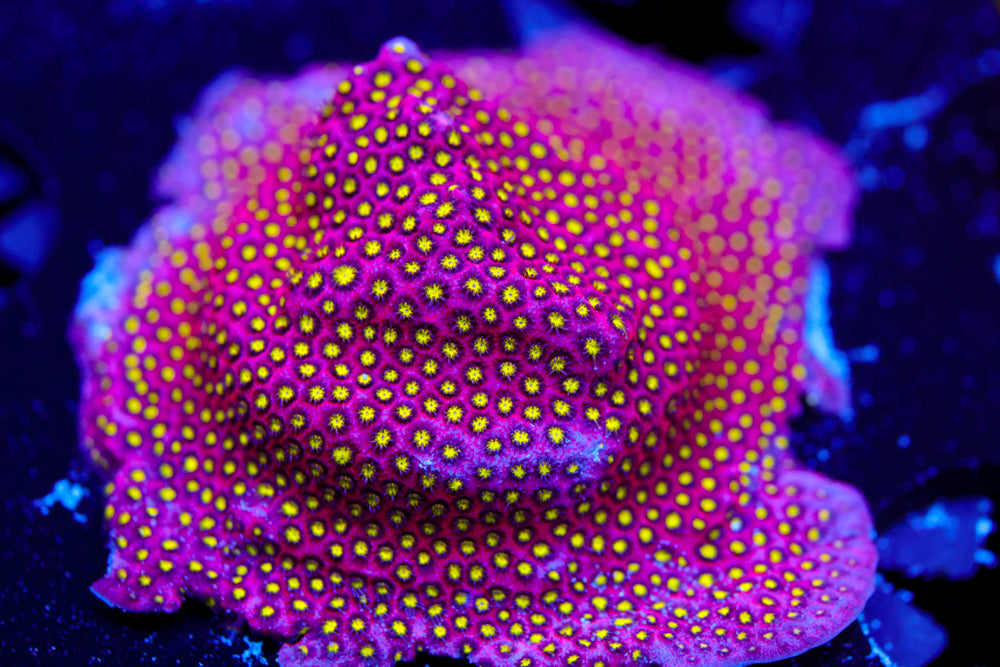 Electric Daisy Carnival Stylo 1