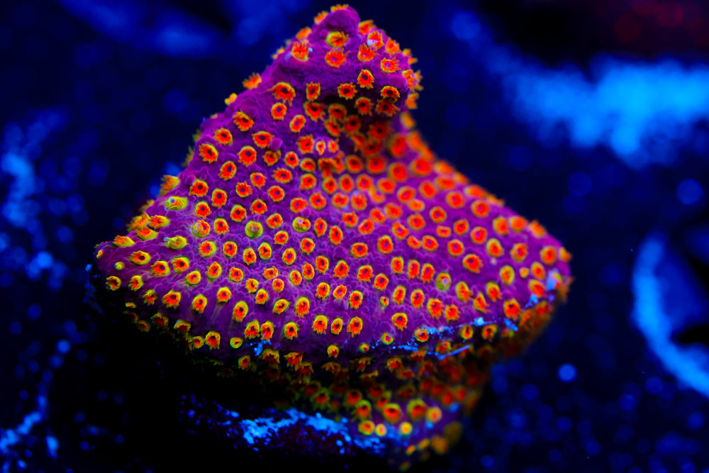 Looney Tunes Stylo 1