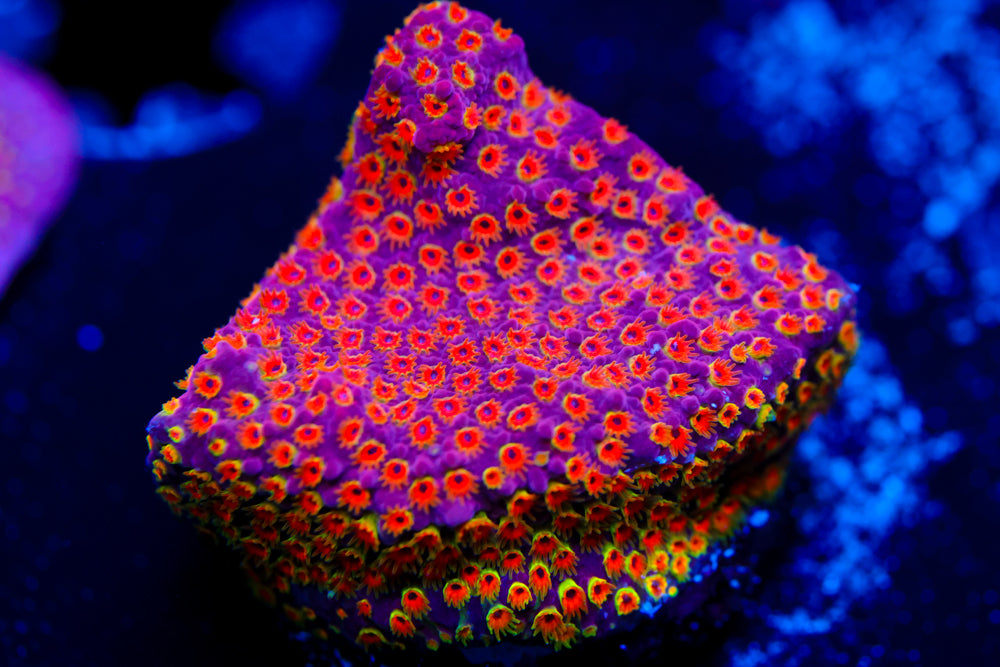 Looney Tunes Stylo 2