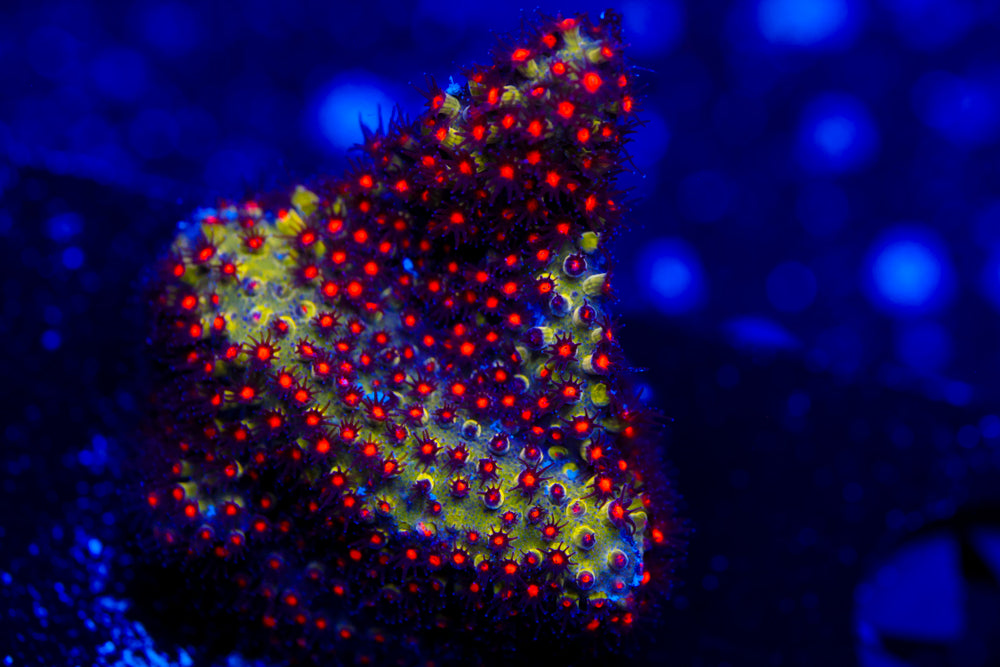 JF Spacejam Stylocoeniella 1