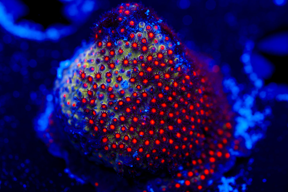 JF Spacejam Stylocoeniella 2