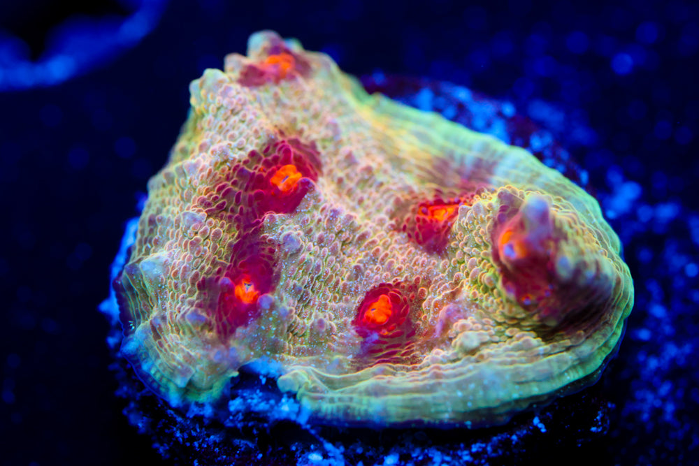 CV Deepdish Chalice 3