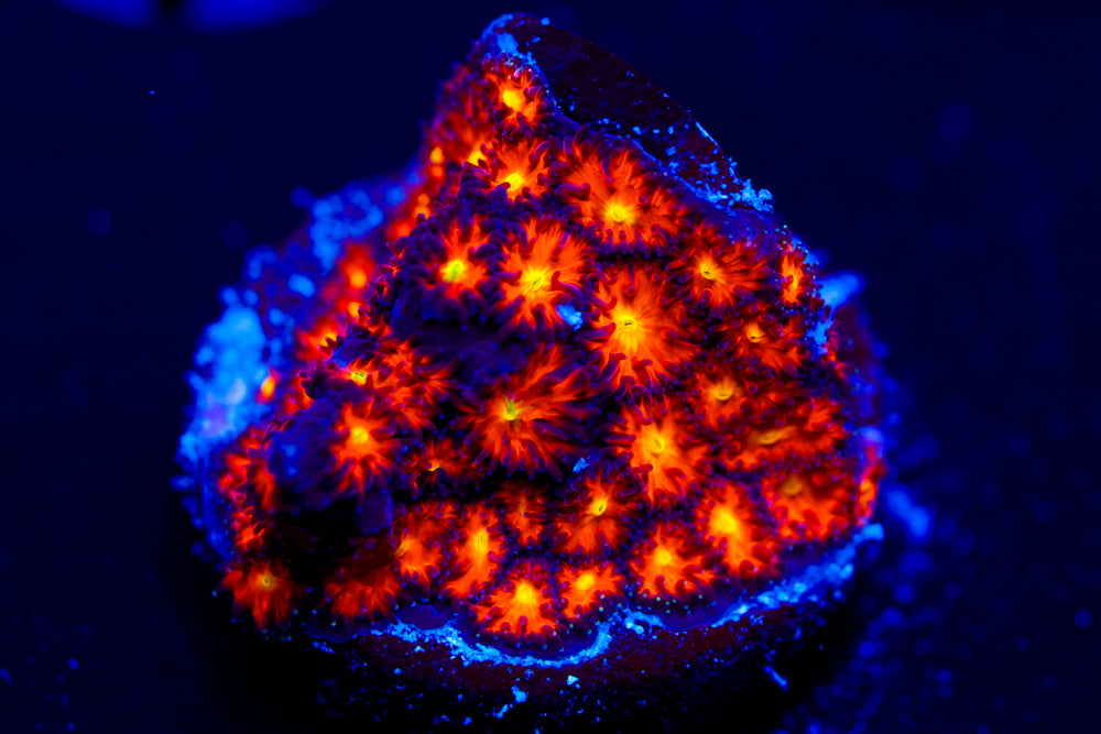 Spitfire Leptastrea 1