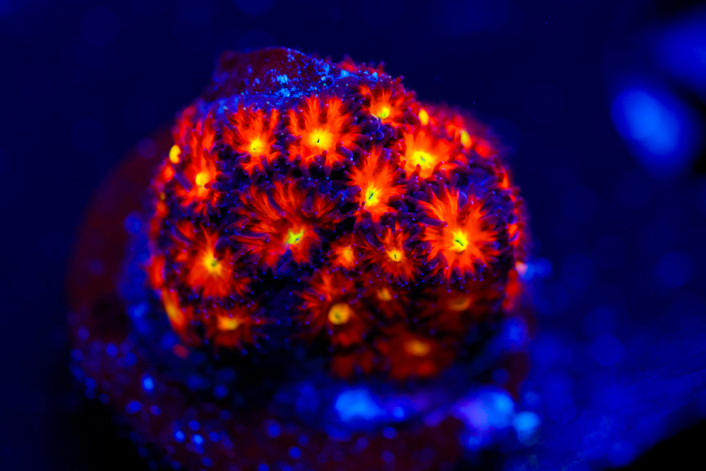 Spitfire Leptastrea 2