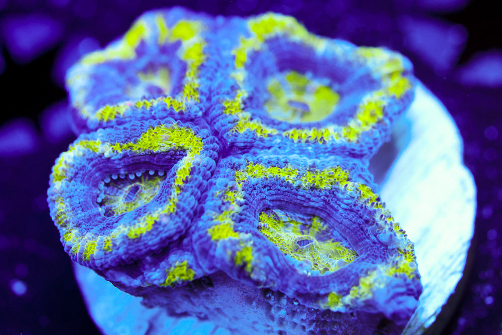 Alien Acan