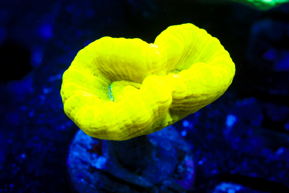 Kryptnite Candy Cane Coral