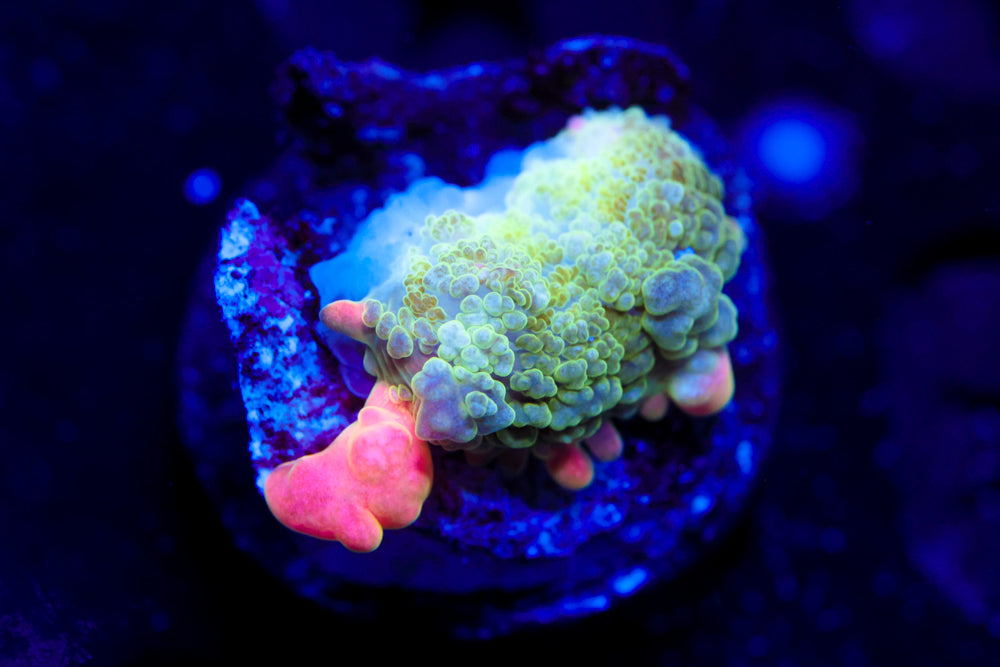 Frankenstein Bounce Mushroom (small)