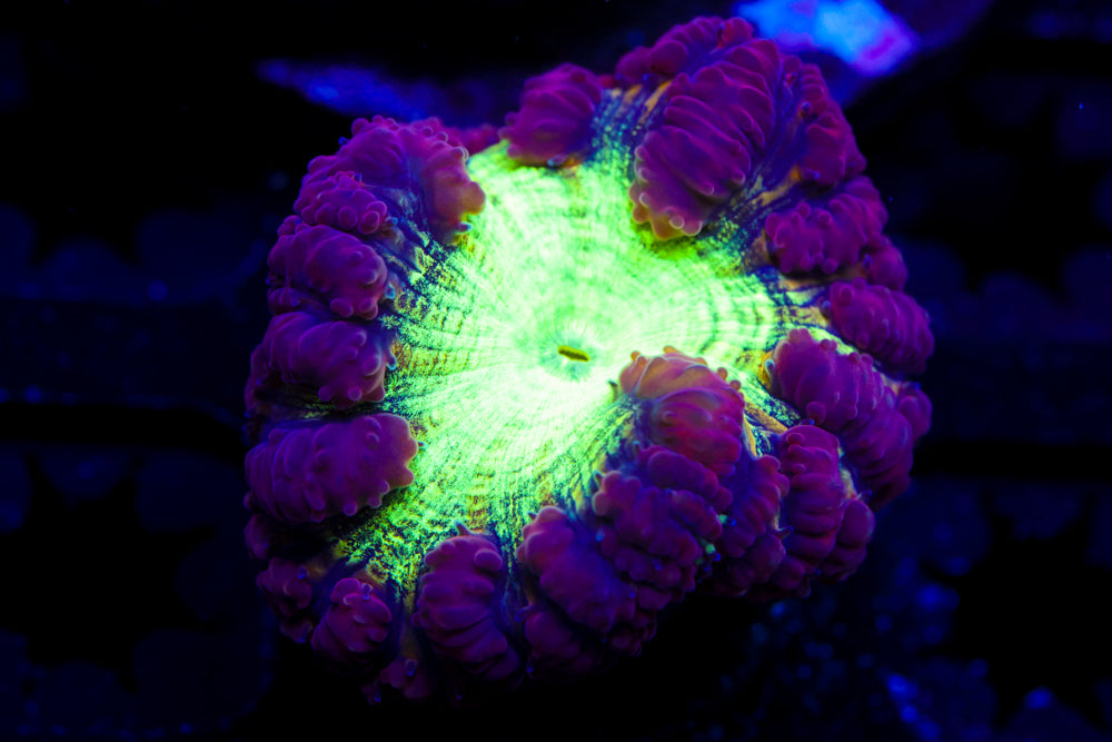 Purple and Green Blasto Wellsi