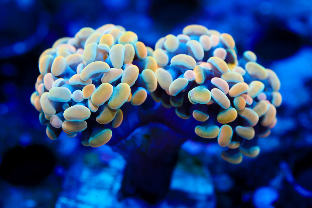 Branching Ultra Gold Hammer